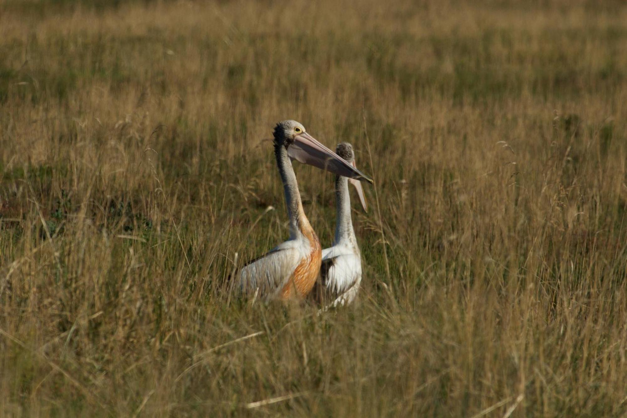 Pelican Point Sanctuary St Helens Buitenkant foto
