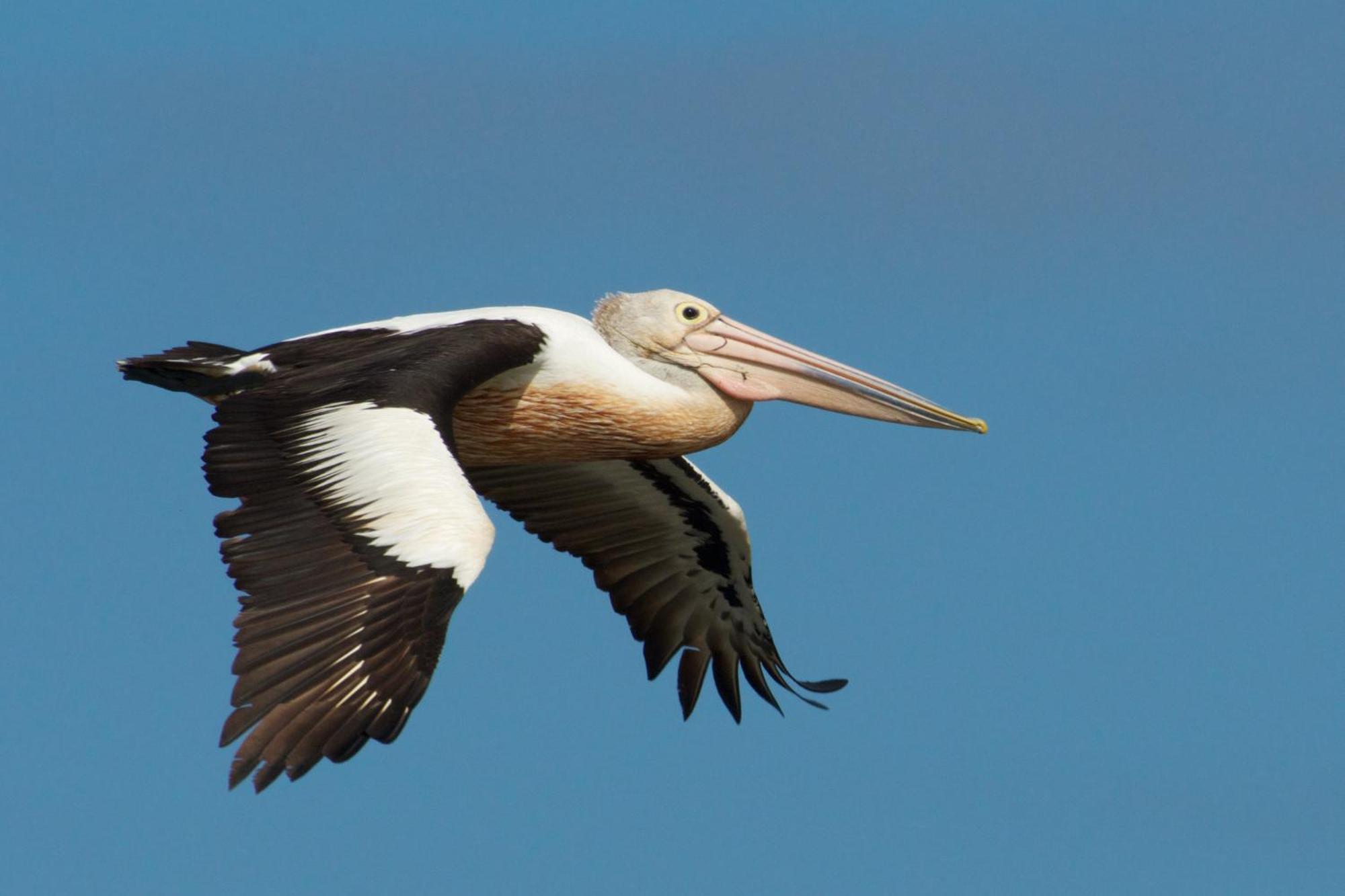 Pelican Point Sanctuary St Helens Buitenkant foto