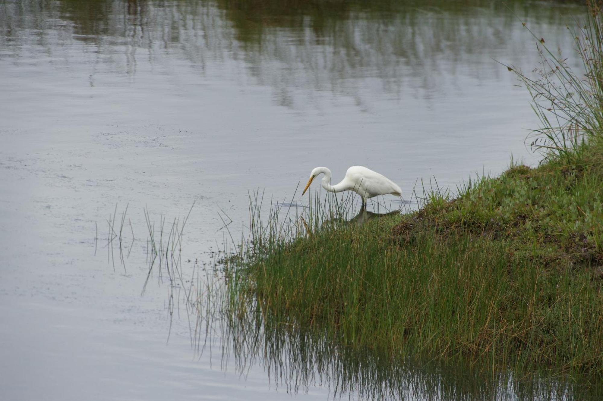 Pelican Point Sanctuary St Helens Buitenkant foto
