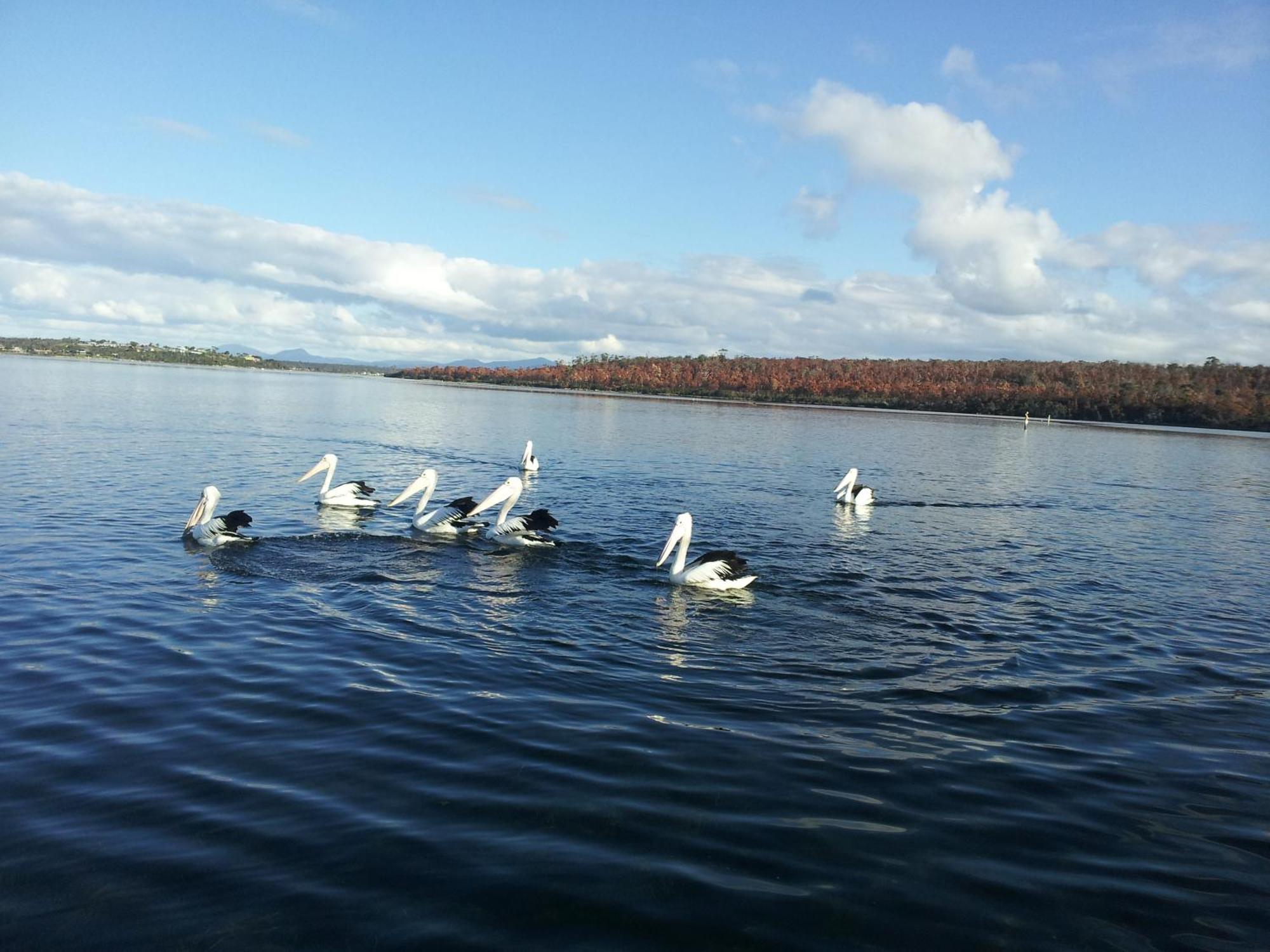 Pelican Point Sanctuary St Helens Buitenkant foto