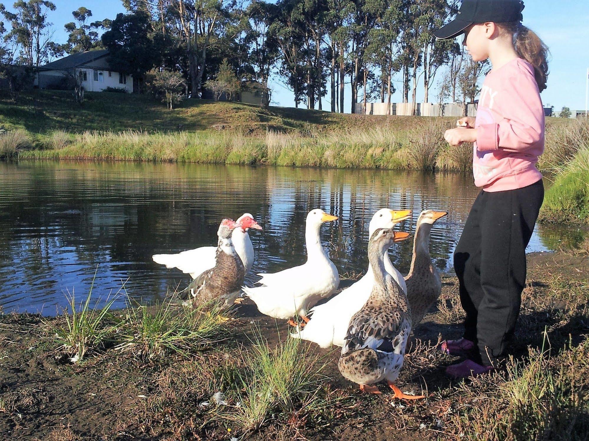 Pelican Point Sanctuary St Helens Buitenkant foto